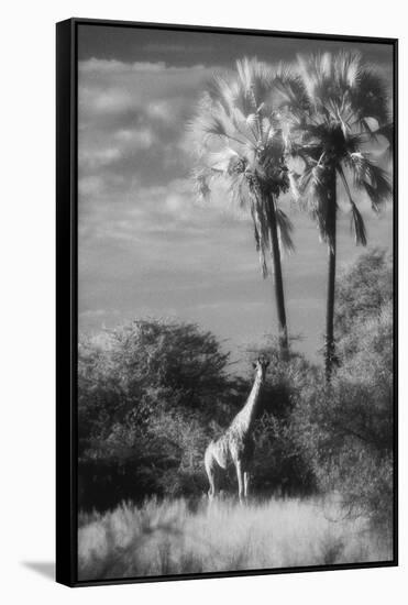 Botswana, Giraffe, Giraffa Camelopardalis-Stuart Westmorland-Framed Stretched Canvas