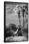 Botswana, Giraffe, Giraffa Camelopardalis-Stuart Westmorland-Framed Stretched Canvas