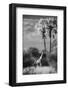 Botswana, Giraffe, Giraffa Camelopardalis-Stuart Westmorland-Framed Photographic Print