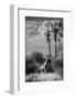 Botswana, Giraffe, Giraffa Camelopardalis-Stuart Westmorland-Framed Photographic Print