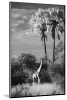 Botswana, Giraffe, Giraffa Camelopardalis-Stuart Westmorland-Mounted Photographic Print