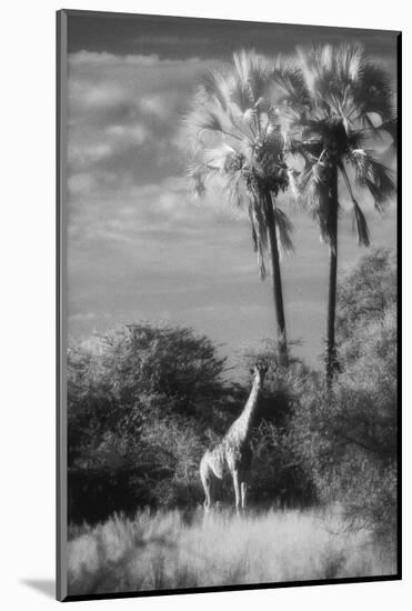 Botswana, Giraffe, Giraffa Camelopardalis-Stuart Westmorland-Mounted Photographic Print