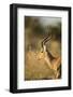 Botswana, Moremi Game Reserve, Adult Male Impala in Morning Sun-Paul Souders-Framed Photographic Print