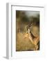 Botswana, Moremi Game Reserve, Adult Male Impala in Morning Sun-Paul Souders-Framed Photographic Print