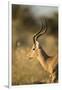 Botswana, Moremi Game Reserve, Adult Male Impala in Morning Sun-Paul Souders-Framed Photographic Print