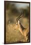 Botswana, Moremi Game Reserve, Adult Male Impala in Morning Sun-Paul Souders-Framed Photographic Print