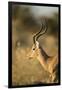 Botswana, Moremi Game Reserve, Adult Male Impala in Morning Sun-Paul Souders-Framed Photographic Print