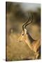 Botswana, Moremi Game Reserve, Adult Male Impala in Morning Sun-Paul Souders-Stretched Canvas