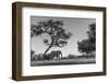 Botswana, Moremi Game Reserve, African Elephant at Moonrise-Paul Souders-Framed Photographic Print