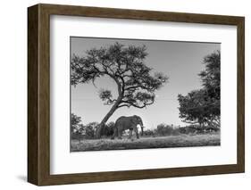 Botswana, Moremi Game Reserve, African Elephant at Moonrise-Paul Souders-Framed Photographic Print