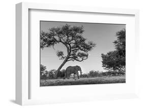 Botswana, Moremi Game Reserve, African Elephant at Moonrise-Paul Souders-Framed Photographic Print
