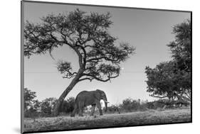 Botswana, Moremi Game Reserve, African Elephant at Moonrise-Paul Souders-Mounted Photographic Print