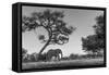 Botswana, Moremi Game Reserve, African Elephant at Moonrise-Paul Souders-Framed Stretched Canvas