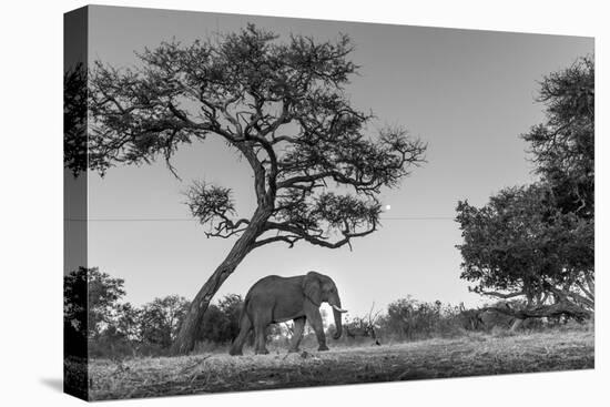 Botswana, Moremi Game Reserve, African Elephant at Moonrise-Paul Souders-Stretched Canvas