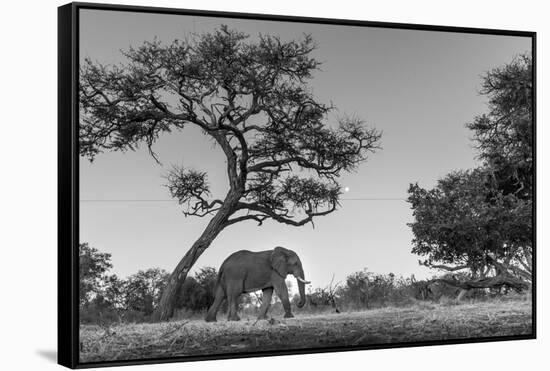 Botswana, Moremi Game Reserve, African Elephant at Moonrise-Paul Souders-Framed Stretched Canvas