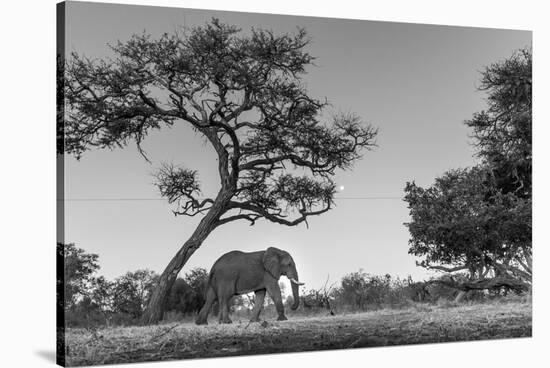 Botswana, Moremi Game Reserve, African Elephant at Moonrise-Paul Souders-Stretched Canvas