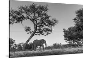 Botswana, Moremi Game Reserve, African Elephant at Moonrise-Paul Souders-Stretched Canvas