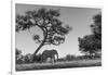 Botswana, Moremi Game Reserve, African Elephant at Moonrise-Paul Souders-Framed Photographic Print