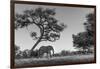 Botswana, Moremi Game Reserve, African Elephant at Moonrise-Paul Souders-Framed Photographic Print