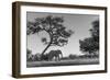 Botswana, Moremi Game Reserve, African Elephant at Moonrise-Paul Souders-Framed Photographic Print