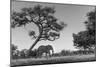 Botswana, Moremi Game Reserve, African Elephant at Moonrise-Paul Souders-Mounted Photographic Print