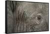 Botswana, Moremi Game Reserve, African Elephant in Okavango Delta-Paul Souders-Framed Stretched Canvas