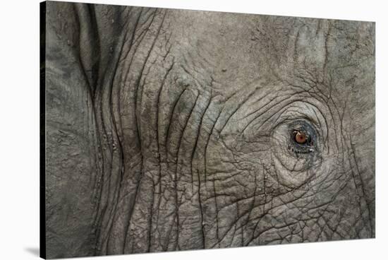 Botswana, Moremi Game Reserve, African Elephant in Okavango Delta-Paul Souders-Stretched Canvas