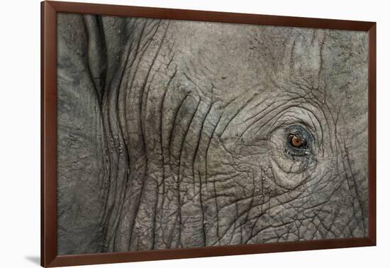 Botswana, Moremi Game Reserve, African Elephant in Okavango Delta-Paul Souders-Framed Photographic Print