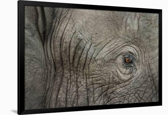 Botswana, Moremi Game Reserve, African Elephant in Okavango Delta-Paul Souders-Framed Photographic Print