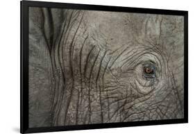 Botswana, Moremi Game Reserve, African Elephant in Okavango Delta-Paul Souders-Framed Photographic Print