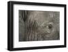 Botswana, Moremi Game Reserve, African Elephant in Okavango Delta-Paul Souders-Framed Photographic Print