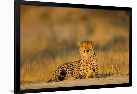 Botswana, Moremi Game Reserve, Cheetah Resting on Low Rise at Dawn-Paul Souders-Framed Photographic Print