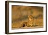 Botswana, Moremi Game Reserve, Cheetah Resting on Low Rise at Dawn-Paul Souders-Framed Photographic Print