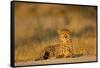 Botswana, Moremi Game Reserve, Cheetah Resting on Low Rise at Dawn-Paul Souders-Framed Stretched Canvas
