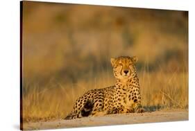 Botswana, Moremi Game Reserve, Cheetah Resting on Low Rise at Dawn-Paul Souders-Stretched Canvas