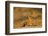 Botswana, Moremi Game Reserve, Cheetah Resting on Low Rise at Dawn-Paul Souders-Framed Photographic Print