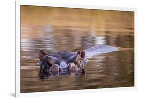 Botswana, Moremi Game Reserve, Hippopotamus Swimming in Khwai River-Paul Souders-Framed Photographic Print