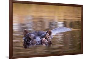 Botswana, Moremi Game Reserve, Hippopotamus Swimming in Khwai River-Paul Souders-Framed Photographic Print