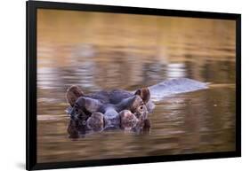 Botswana, Moremi Game Reserve, Hippopotamus Swimming in Khwai River-Paul Souders-Framed Photographic Print