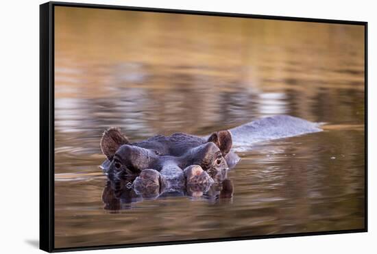 Botswana, Moremi Game Reserve, Hippopotamus Swimming in Khwai River-Paul Souders-Framed Stretched Canvas