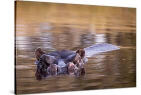 Botswana, Moremi Game Reserve, Hippopotamus Swimming in Khwai River-Paul Souders-Stretched Canvas