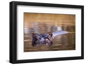 Botswana, Moremi Game Reserve, Hippopotamus Swimming in Khwai River-Paul Souders-Framed Premium Photographic Print