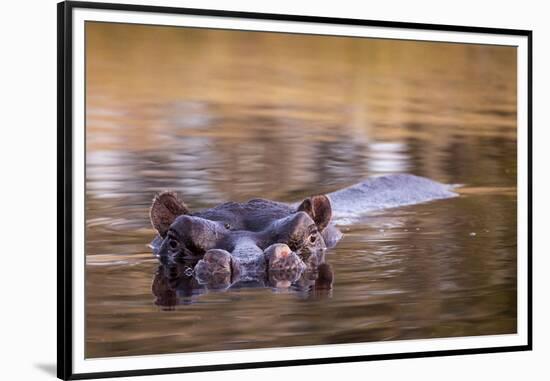 Botswana, Moremi Game Reserve, Hippopotamus Swimming in Khwai River-Paul Souders-Framed Premium Photographic Print