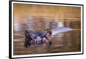 Botswana, Moremi Game Reserve, Hippopotamus Swimming in Khwai River-Paul Souders-Framed Premium Photographic Print