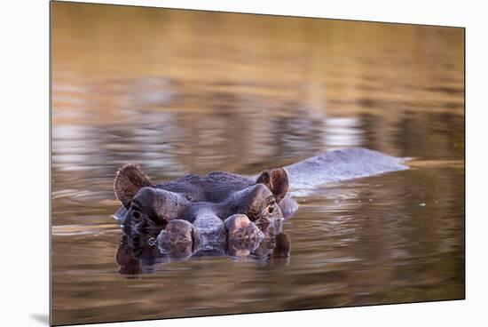 Botswana, Moremi Game Reserve, Hippopotamus Swimming in Khwai River-Paul Souders-Mounted Premium Photographic Print