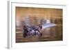 Botswana, Moremi Game Reserve, Hippopotamus Swimming in Khwai River-Paul Souders-Framed Photographic Print