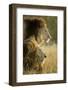 Botswana, Moremi Game Reserve, Lions in Morning Sun in Okavango Delta-Paul Souders-Framed Photographic Print