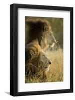 Botswana, Moremi Game Reserve, Lions in Morning Sun in Okavango Delta-Paul Souders-Framed Photographic Print