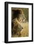 Botswana, Moremi Game Reserve, Lions in Morning Sun in Okavango Delta-Paul Souders-Framed Photographic Print