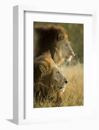 Botswana, Moremi Game Reserve, Lions in Morning Sun in Okavango Delta-Paul Souders-Framed Photographic Print